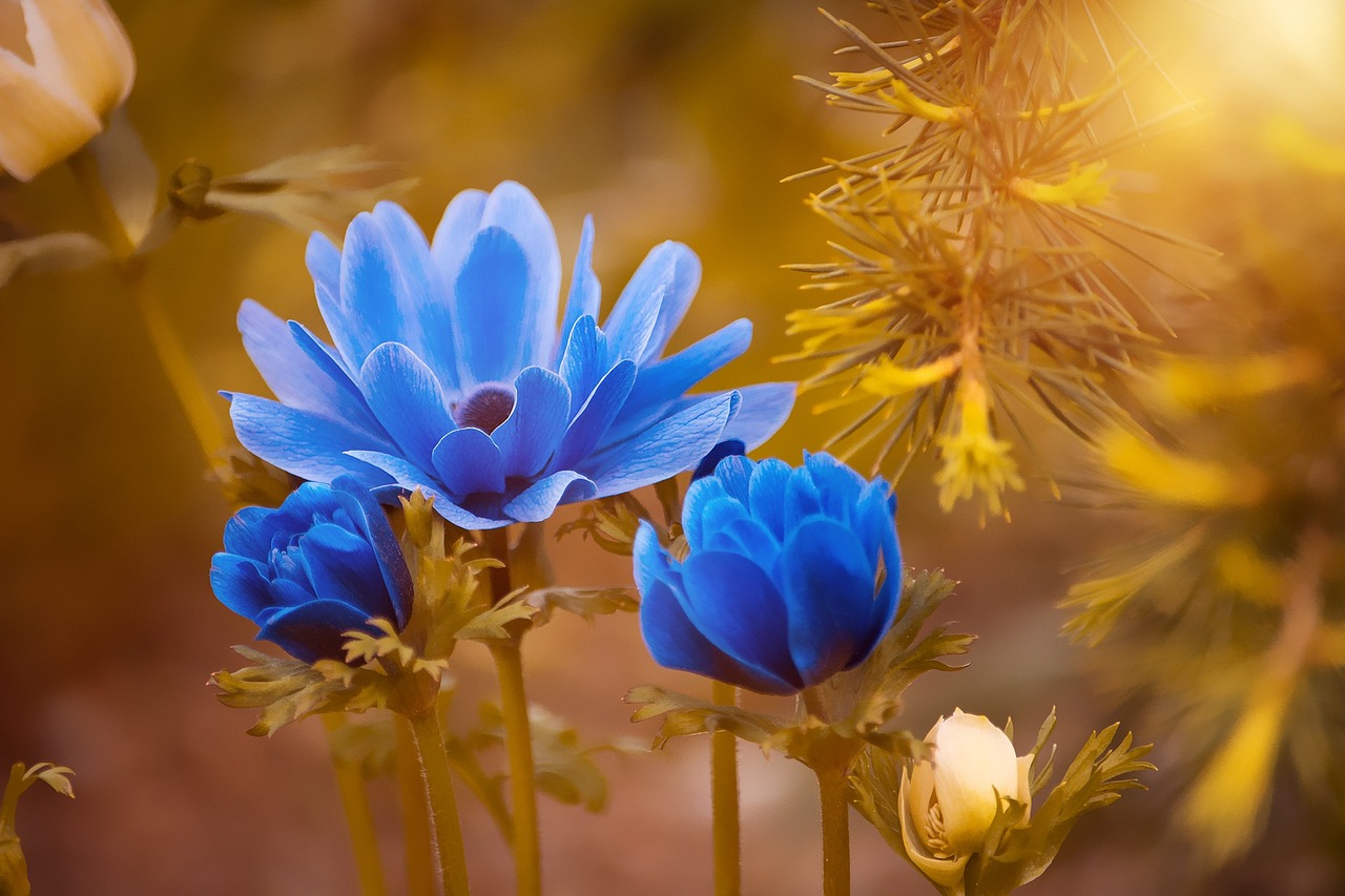 Een overkapping in de tuin: waarom niet?
